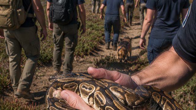 Community Urged to Help Locate Stolen Pythons Near Oceanside