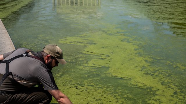 Assessing Trump's Reflecting Pool Controversy: Algae and Acc